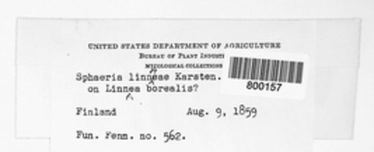 Sphaeria linnaeae image